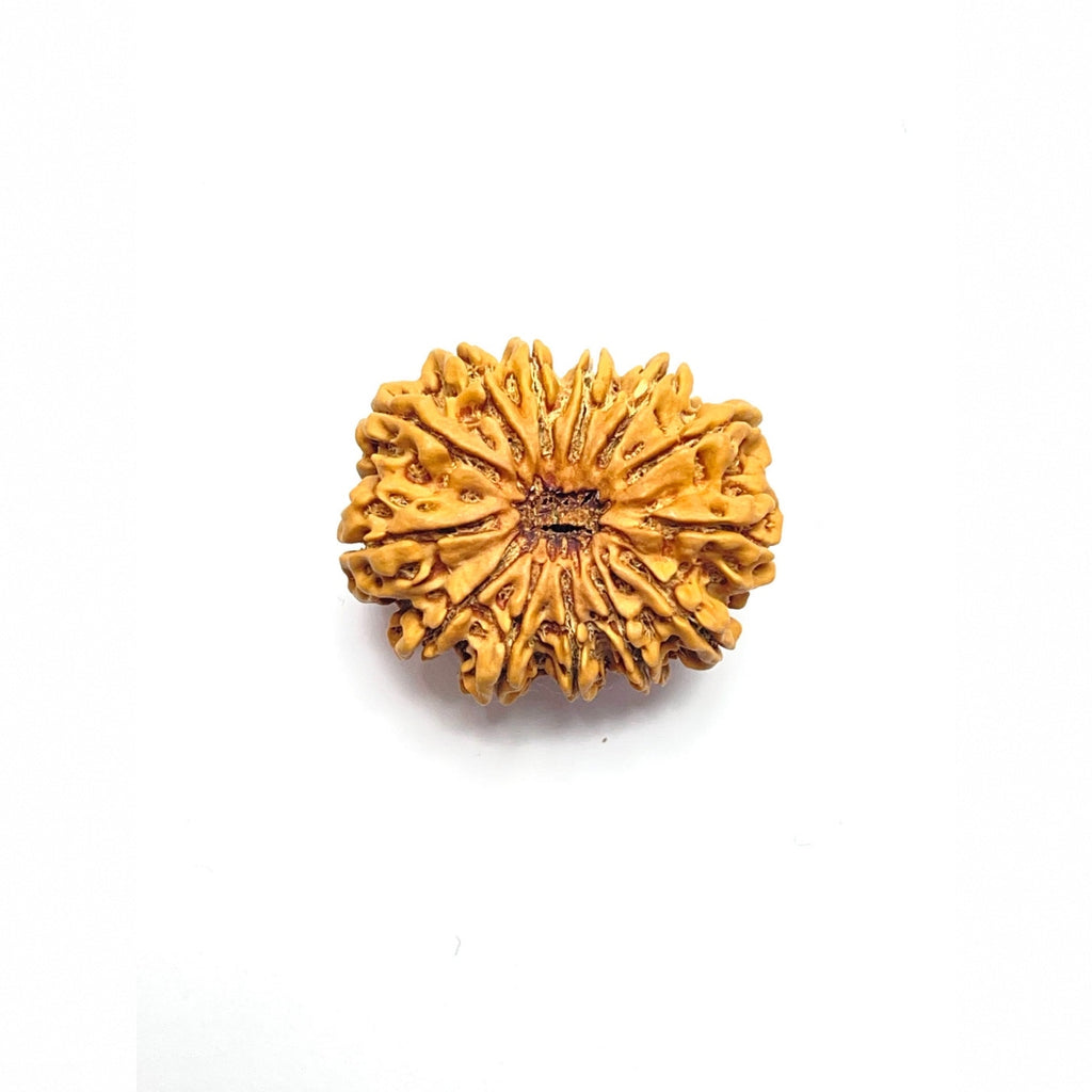 13 Mukhi Rudraksha