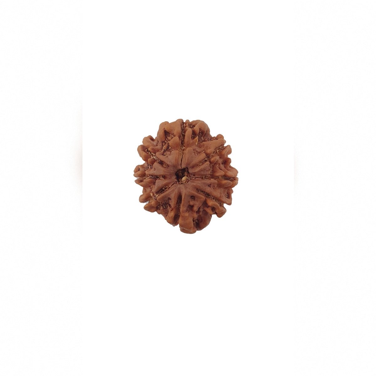 8 mukhi rudraksha
